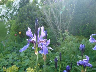 Billede af blomst